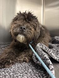 Shelter Stray Female Dog last seen Near , 2600 S Harding St, Indianapolis, IN 46221, USA
