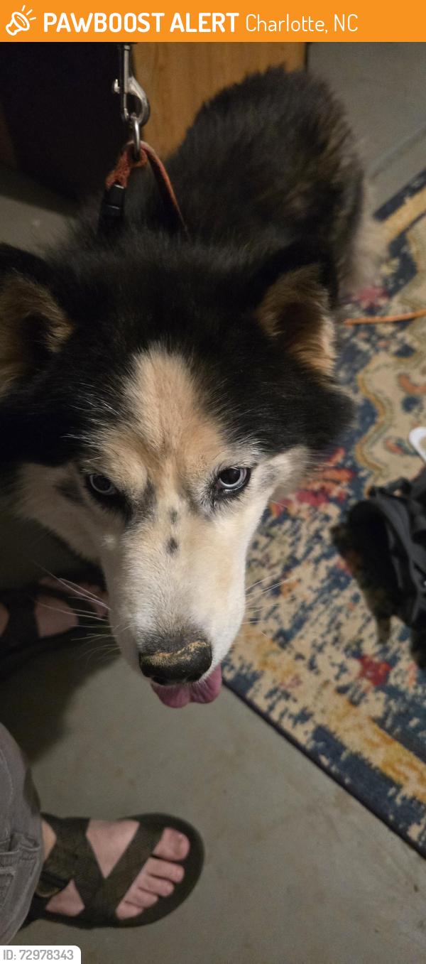 Found/Stray Female Dog last seen Beatties Ford and sunset, Charlotte, NC 28213