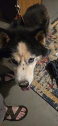 Found/Stray Female Dog last seen Beatties Ford and sunset, Charlotte, NC 28213