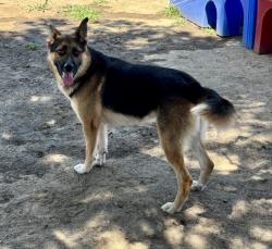 Shelter Stray Male Dog last seen COLOMA X PARK AVE, 333 Chandler Pl, San Bernardino, CA 92408, USA