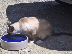 Reunited Unknown Cat last seen Kenneth ave and central Ave in orangevale , Orangevale, CA 95662