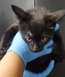 Shelter Stray Male Cat last seen MONTECITO MEMORIAL PARK, 333 Chandler Pl, San Bernardino, CA 92408, USA