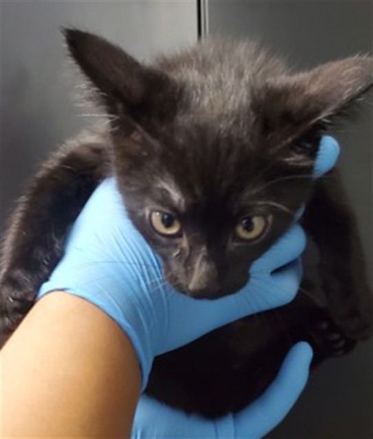 Shelter Stray Male Cat last seen MONTECITO MEMORIAL PARK, 333 Chandler Pl, San Bernardino, CA 92408, USA