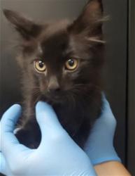 Shelter Stray Male Cat last seen MONTECITO MEMORIAL PARK, 333 Chandler Pl, San Bernardino, CA 92408, USA
