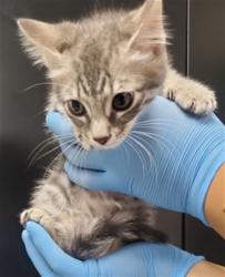 Shelter Stray Female Cat last seen MONTECITO MEMORIAL PARK, 333 Chandler Pl, San Bernardino, CA 92408, USA
