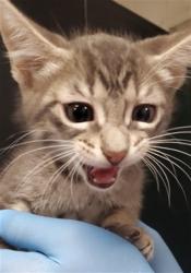 Shelter Stray Male Cat last seen MONTECITO MEMORIAL PARK, 333 Chandler Pl, San Bernardino, CA 92408, USA