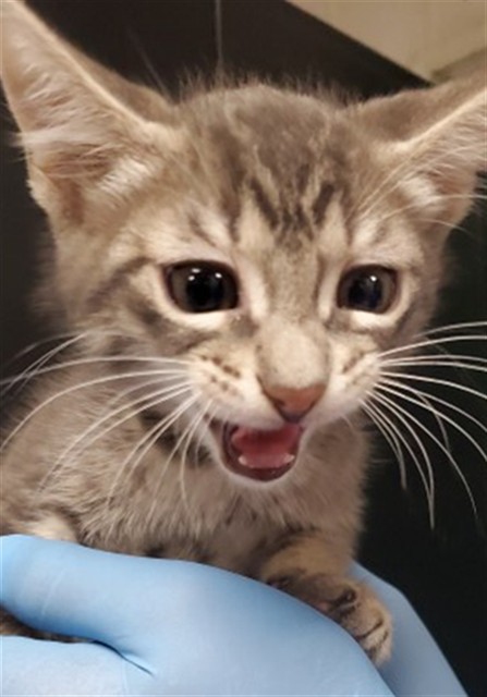 Shelter Stray Male Cat last seen MONTECITO MEMORIAL PARK, 333 Chandler Pl, San Bernardino, CA 92408, USA