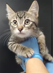 Shelter Stray Male Cat last seen MONTECITO MEMORIAL PARK, 333 Chandler Pl, San Bernardino, CA 92408, USA