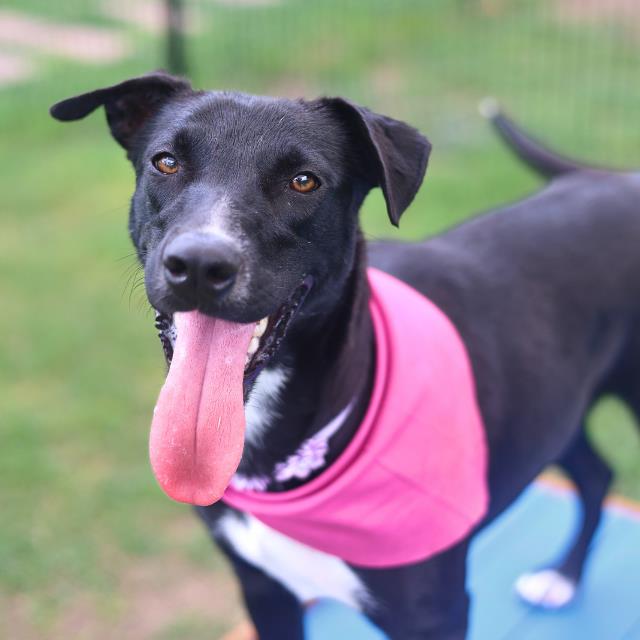 Shelter Stray Female Dog last seen RIGSBY AVE, 4710 TX-151, San Antonio, TX 78227, USA
