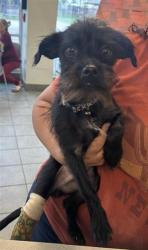 Shelter Stray Male Dog last seen , 4710 TX-151, San Antonio, TX 78227, USA