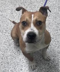 Shelter Stray Male Dog last seen GOETHE ST/HARDING ST DETROIT MI 48214, 7401 Chrysler Dr, Detroit, MI 48211, USA