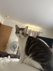 Reunited Female Cat last seen Route 12/ Home Depot, Volo, IL 60020