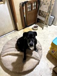 Lost Female Dog last seen Billy  cove road, Buncombe County, NC 28715
