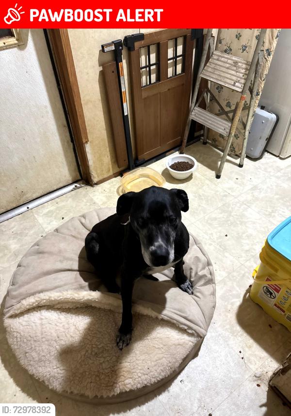 Lost Female Dog last seen Billy  cove road, Buncombe County, NC 28715