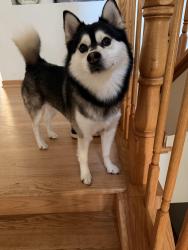 Reunited Male Dog last seen Cambridge and violet, Hanover Park, IL 60133