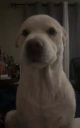 Lost Male Dog last seen 35th ave & greenway, Phoenix, AZ 85053