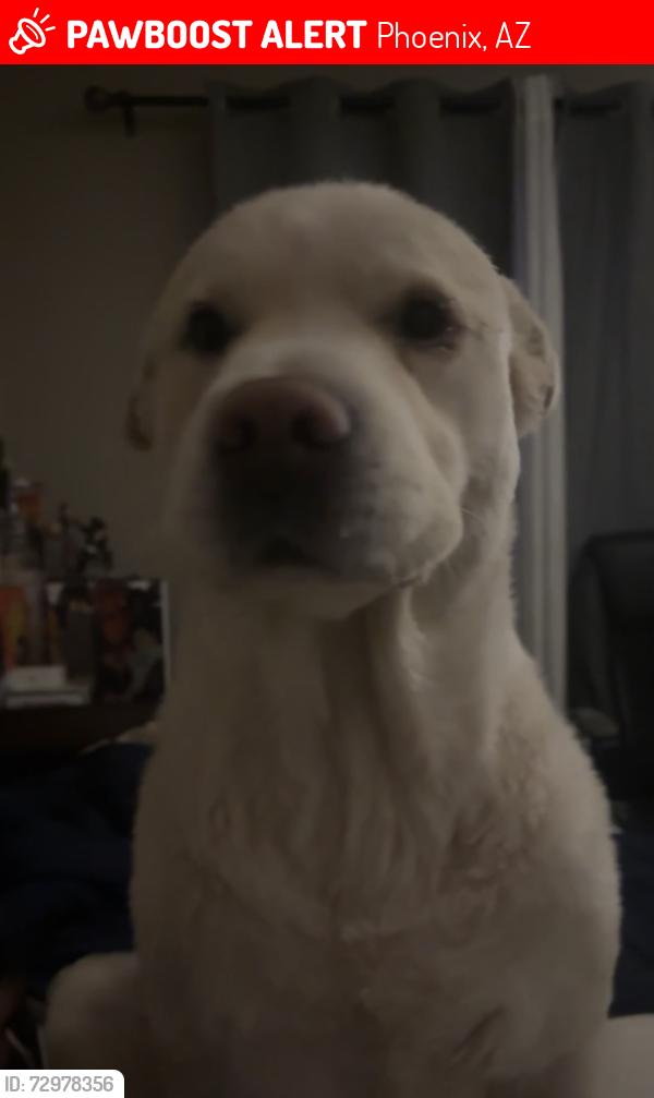 Lost Male Dog last seen 35th ave & greenway, Phoenix, AZ 85053