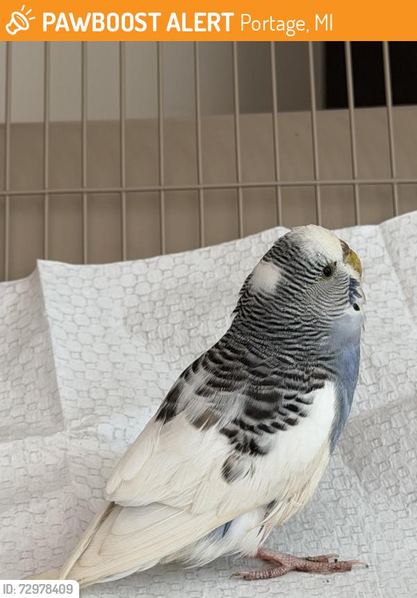 Deceased Female Bird last seen Neighborhood off of Oakland Drive, Portage, MI 49024