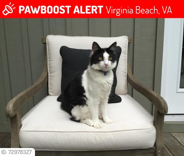 Lost Male Cat last seen 62nd St Virginia Beach, Virginia Beach, VA 23451