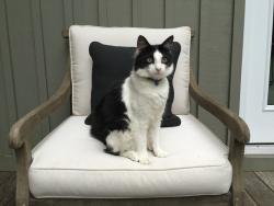 Lost Male Cat last seen 62nd St Virginia Beach, Virginia Beach, VA 23451