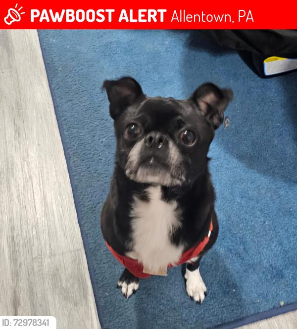 Lost Male Dog last seen Cerca de la iglesia catolica de la 10 con allen st., Allentown, PA 18102