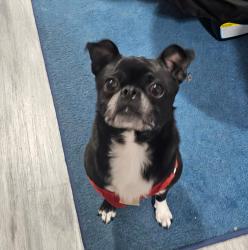 Lost Male Dog last seen Cerca de la iglesia catolica de la 10 con allen st., Allentown, PA 18102