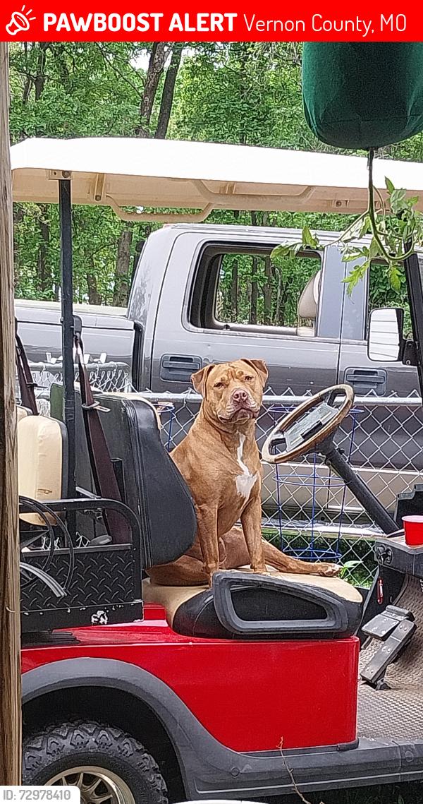 Lost Female Dog last seen Hwy 54 and C hwy /2200, Vernon County, MO 64772