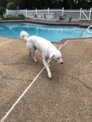 Found/Stray Female Dog last seen Reid, East Central Shelby, TN 38016