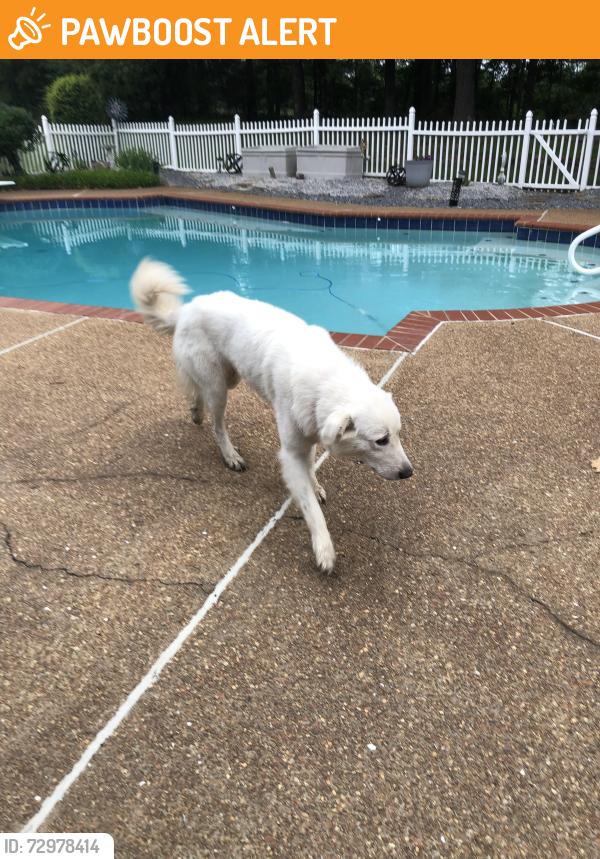 Found/Stray Female Dog last seen Reid, East Central Shelby, TN 38016