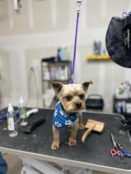 Lost Male Dog last seen Shady forest and wild fox area , Sandy Oaks, TX 78112