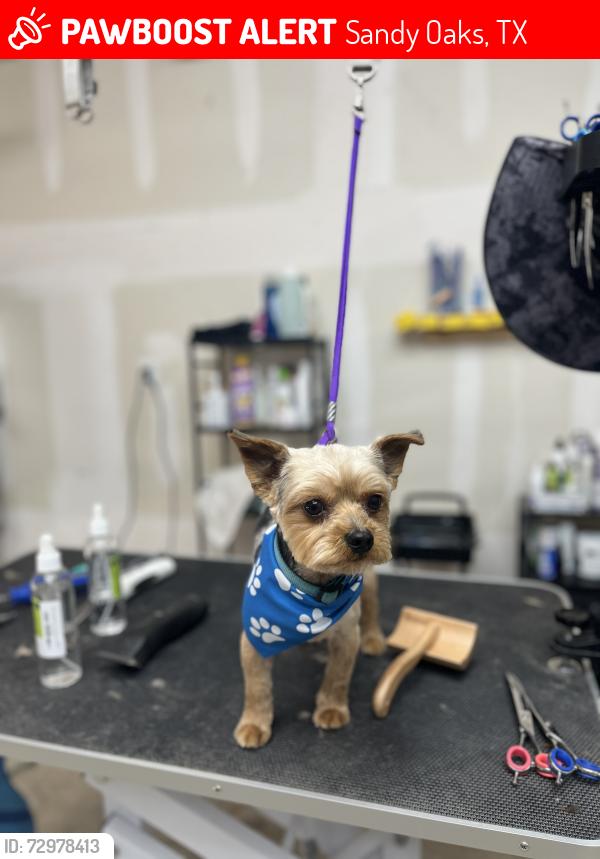 Lost Male Dog last seen Shady forest and wild fox area , Sandy Oaks, TX 78112