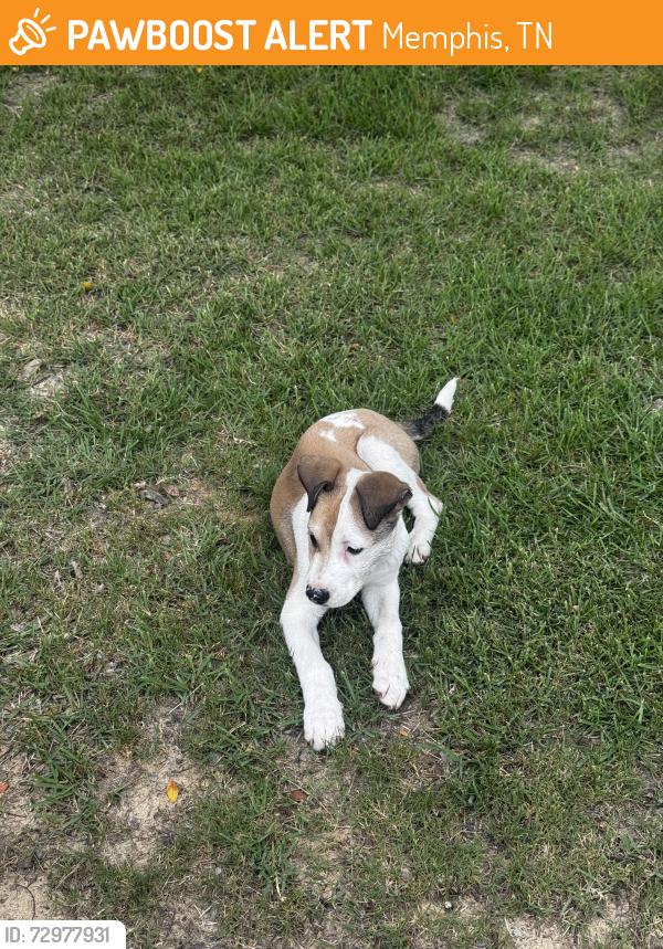 Found/Stray Male Dog last seen Prestine Loop, Memphis, TN 38018