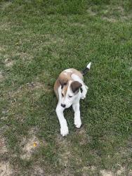 Found/Stray Male Dog last seen Prestine Loop, Memphis, TN 38018
