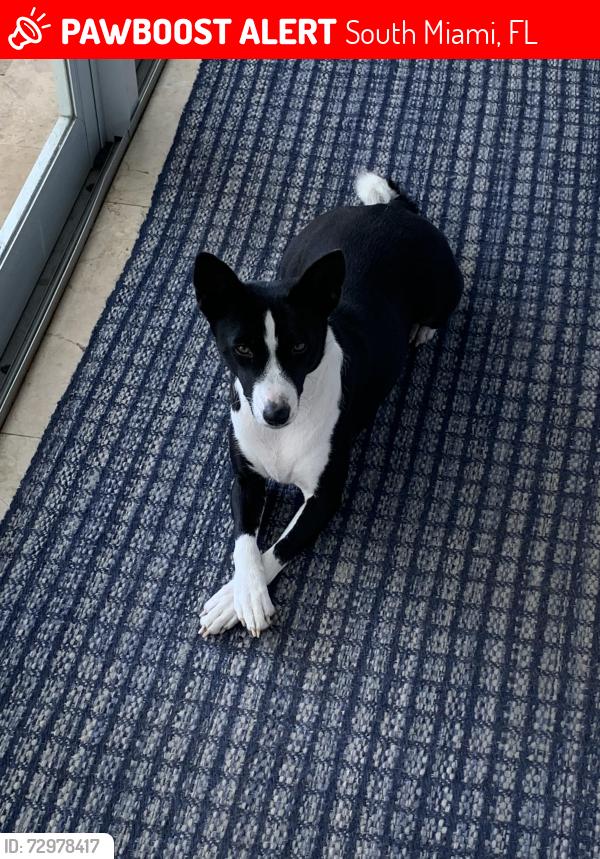 Lost Female Dog last seen Sunset Drive and SW 57 Ave, South Miami, FL 33143