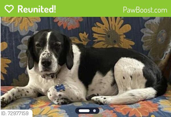 Reunited Male Dog last seen Culpeper Street near Courthouse, Warrenton, VA 20186