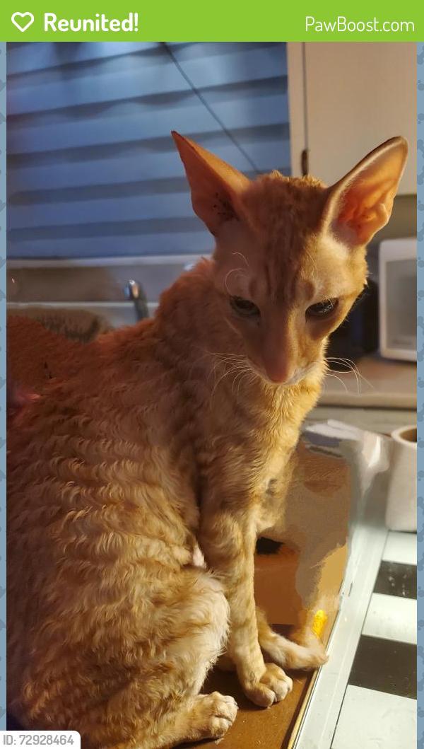 Reunited Male Cat last seen Jones Street and Garfield Street, Moncton, NB E1C 6K6