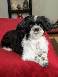 Reunited Female Dog last seen Glenbrook Blvd and Kapel Drive, Euclid, OH 44117