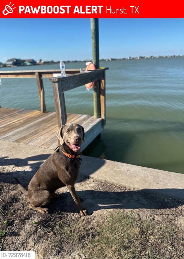 Lost Male Dog last seen Norwood Drive and W Hayes Lane, Hurst, TX 76053