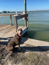 Lost Male Dog last seen Norwood Drive and W Hayes Lane, Hurst, TX 76053