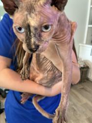 Reunited Unknown Cat last seen Harkey & Bailey, Pearland, TX 77584