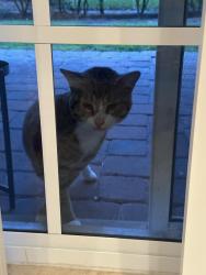 Found/Stray Male Cat last seen Palm Beach Gardens, Palm Beach Gardens, FL 33410