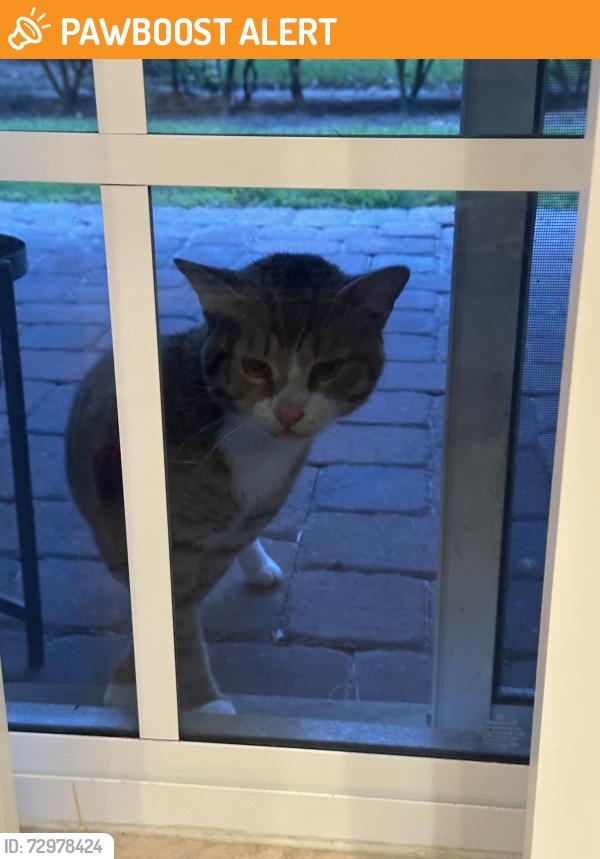 Found/Stray Male Cat last seen Palm Beach Gardens, Palm Beach Gardens, FL 33410