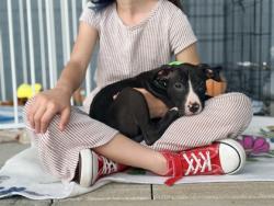 Shelter Stray Male Dog last seen , 30088, GA, Atlanta, GA 30341