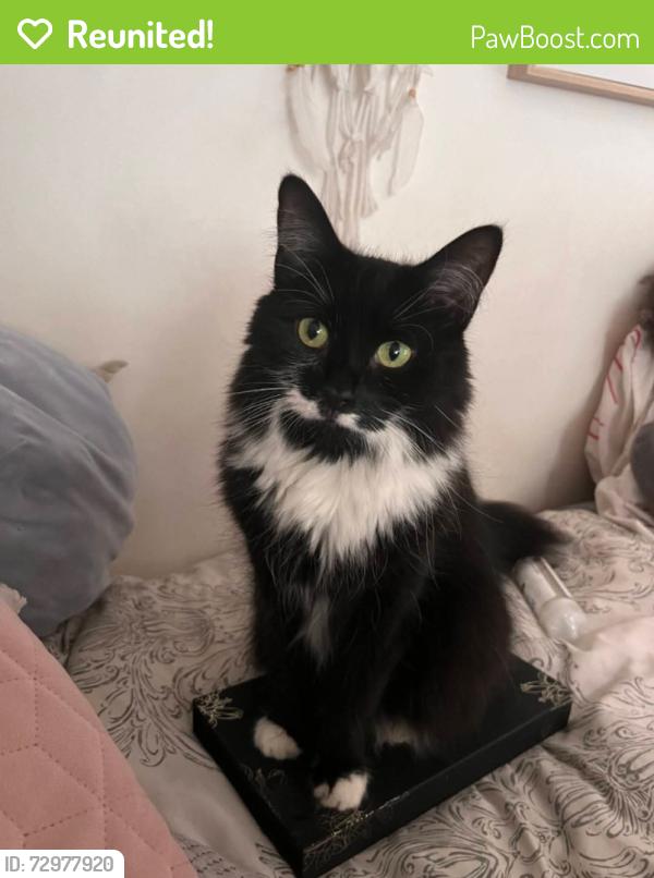 Reunited Female Cat last seen Earlswood Road B30 , West Midlands, England B30