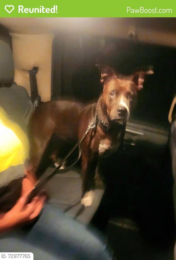 Reunited Unknown Dog last seen Fairmount and Montezuma, San Diego, CA 92115
