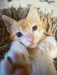 Shelter Stray Male Cat last seen N Blythe & W Dudley, Fresno Zone Fresno CO 2 93722, CA, Fresno, CA 93706