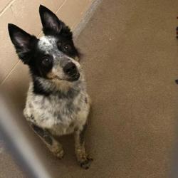 Shelter Stray Female Dog last seen Madison, WI , Madison, WI 53718