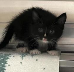 Shelter Stray Male Cat last seen Traceway Dr, Madison, WI, Madison 14, City of, WI, 5132 Voges Rd, Madison, WI 53718, USA