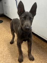 Shelter Stray Male Dog last seen Near Road 20 1/2, Madera County, CA, Madera, CA 93637