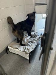 Shelter Stray Male Dog last seen Sevierville, TN 37876, Sevierville, TN 37862